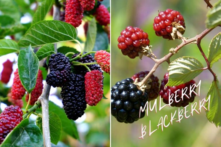 MULBERRY VS BLACKBERRY WHAT IS THE DIFFERENCE_Alice's Kitchen